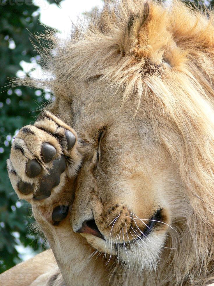 ein majestätischer Löwe, der auf einer Holzplattform sitzt foto