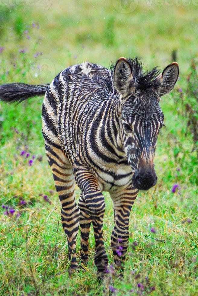 ein Baby-Zebra foto