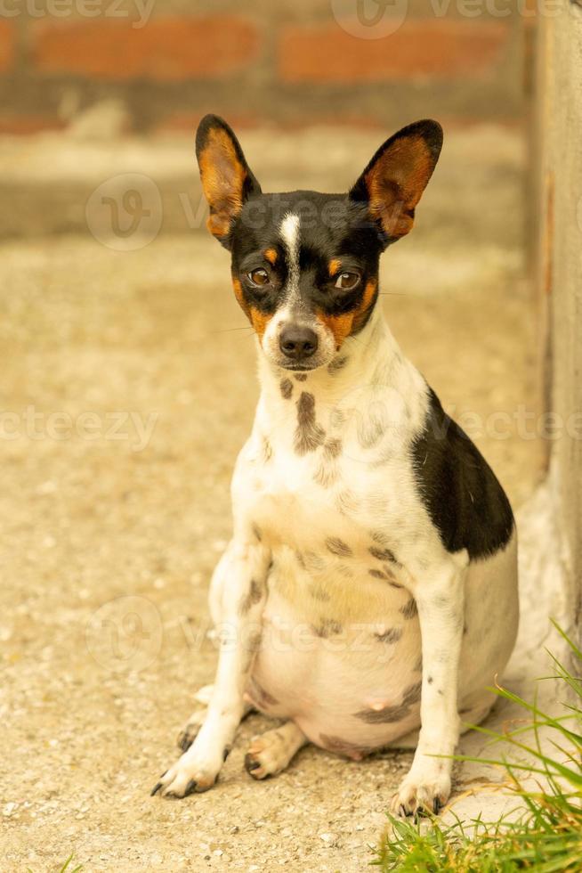 schwangerer kleiner schwarz-weißer Chihuahua-Hund foto