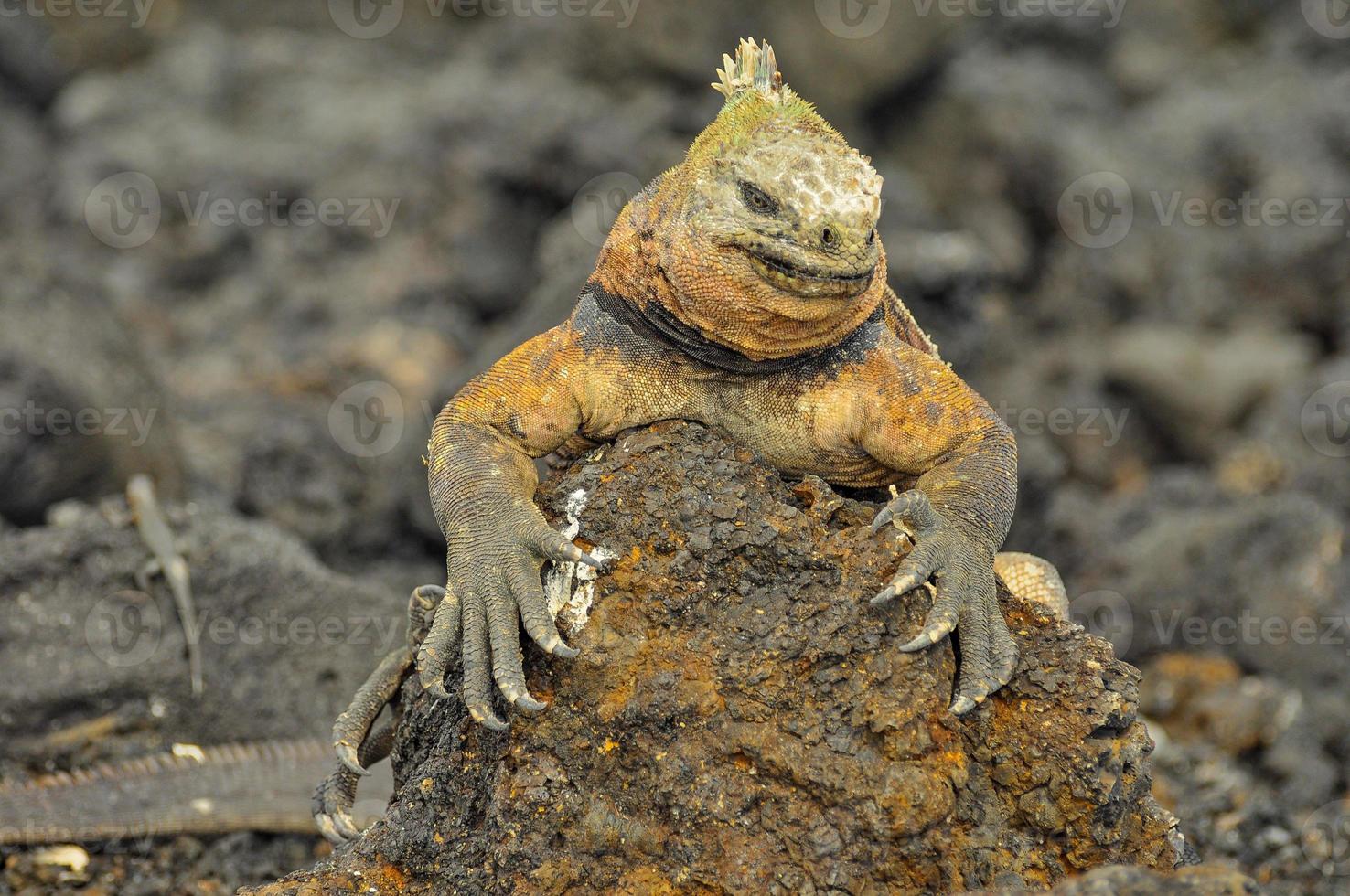 Meerechsen, Galapagos, Ecuador foto