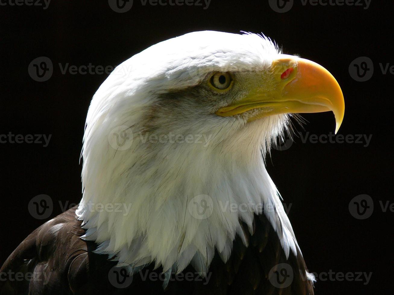 amerikanischer Weißkopfseeadler foto