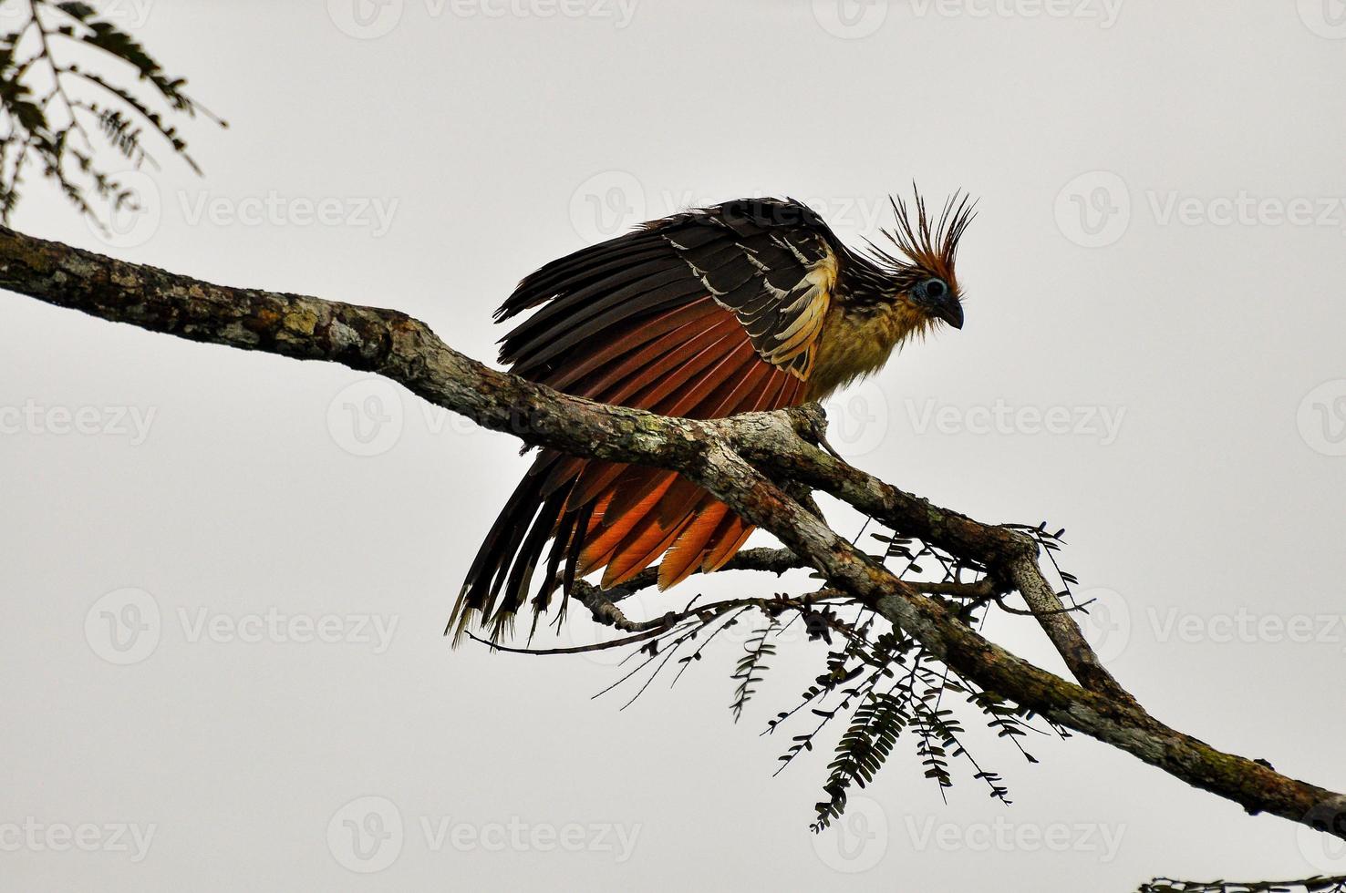 hoatzin auf einem Ast foto