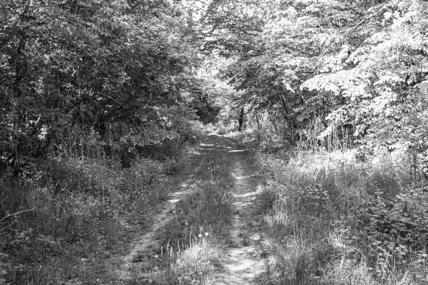 Fotografie zum Thema schöner Fußweg im wilden Laubwald foto