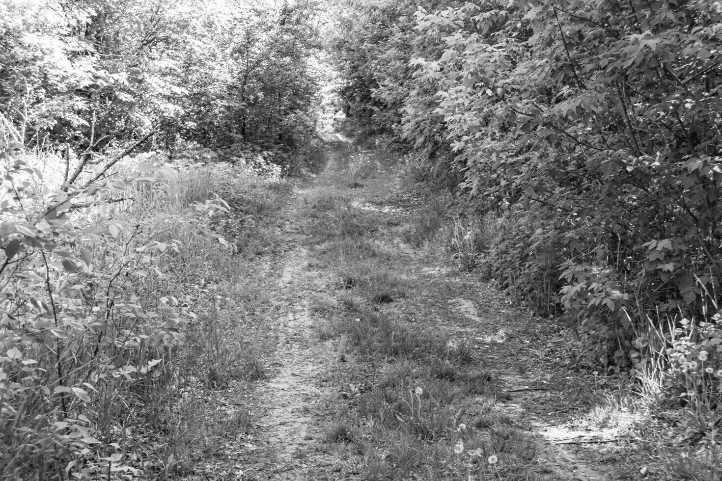 Fotografie zum Thema schöner Fußweg im wilden Laubwald foto