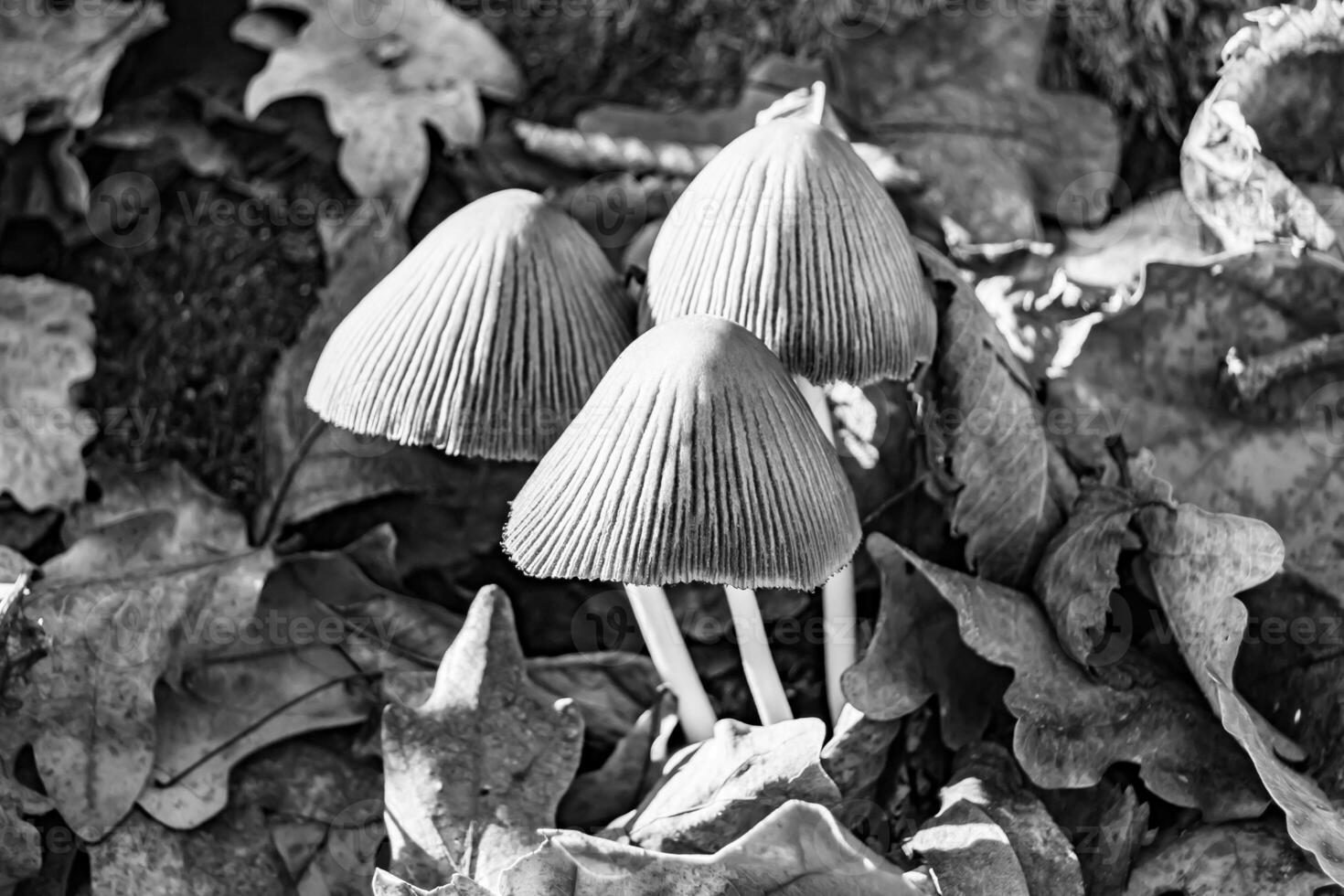 Fotografie zu Thema groß schön giftig Pilz im Wald auf Blätter Hintergrund foto