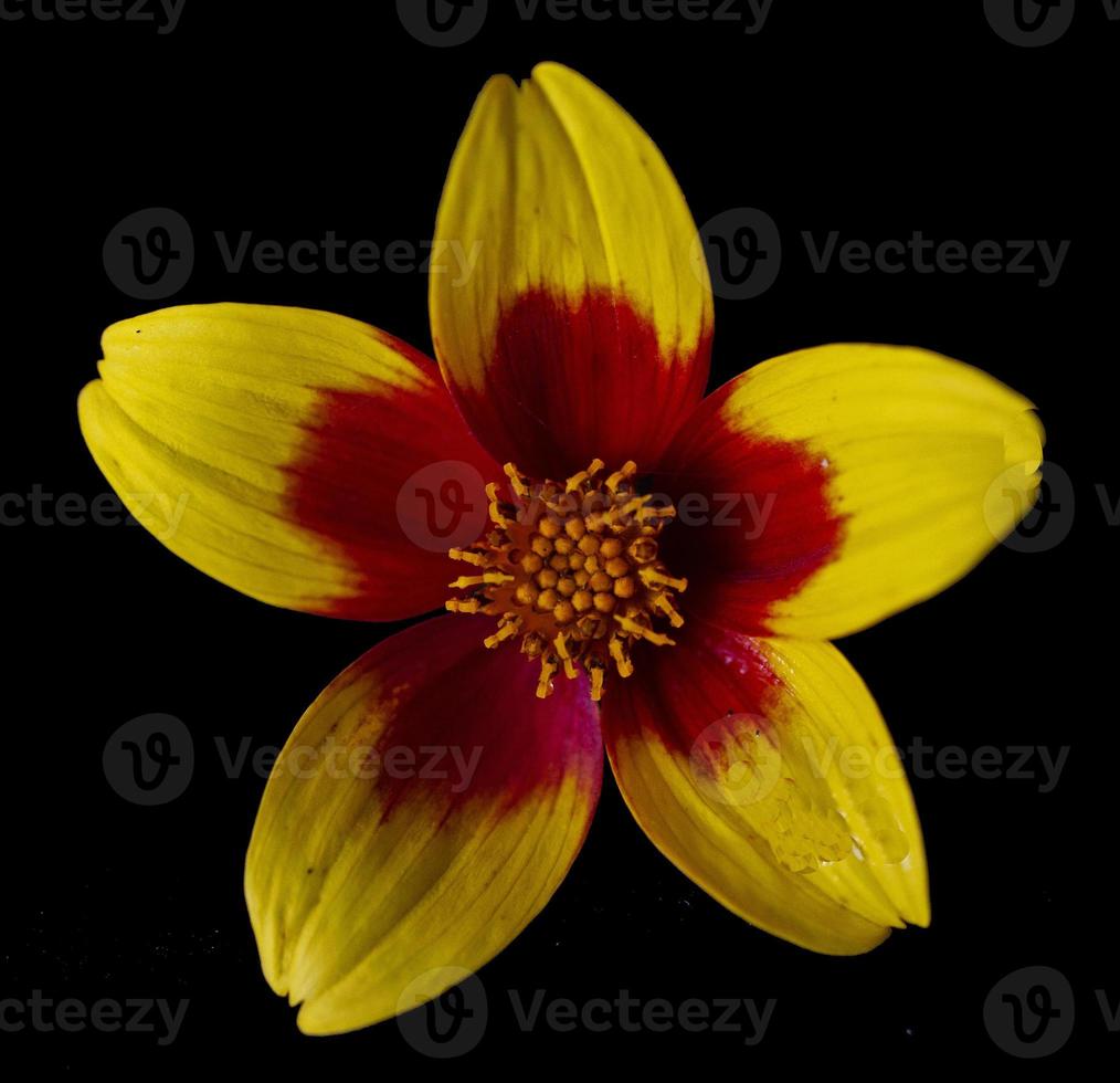 bidens ferulifolia Blume foto