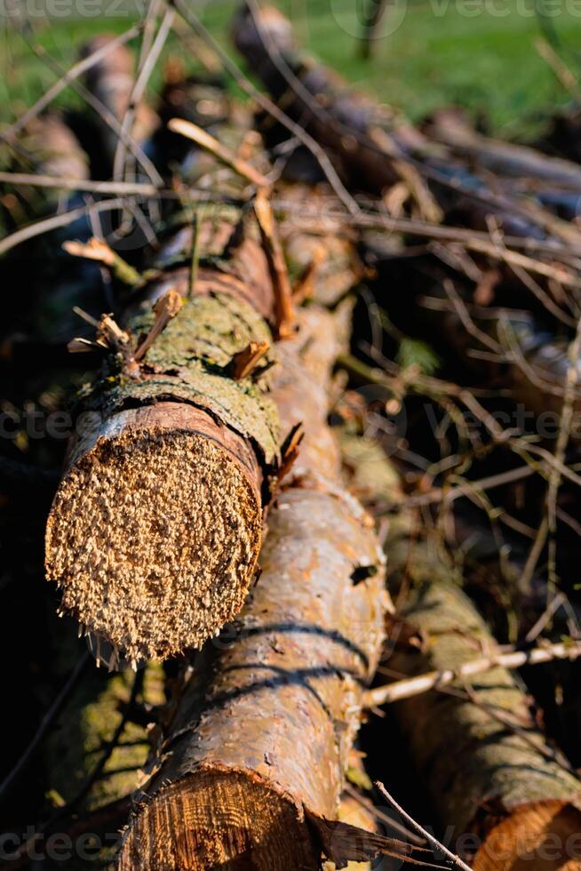 Schnitt Baum Stämme, tot Tanne zu produzieren Biomasse, Abholzung Szene im ländlich Landschaft foto