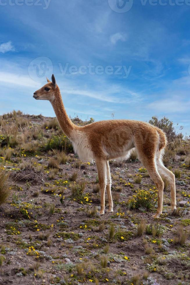 vicuna chimborazo reservat, ecuador foto