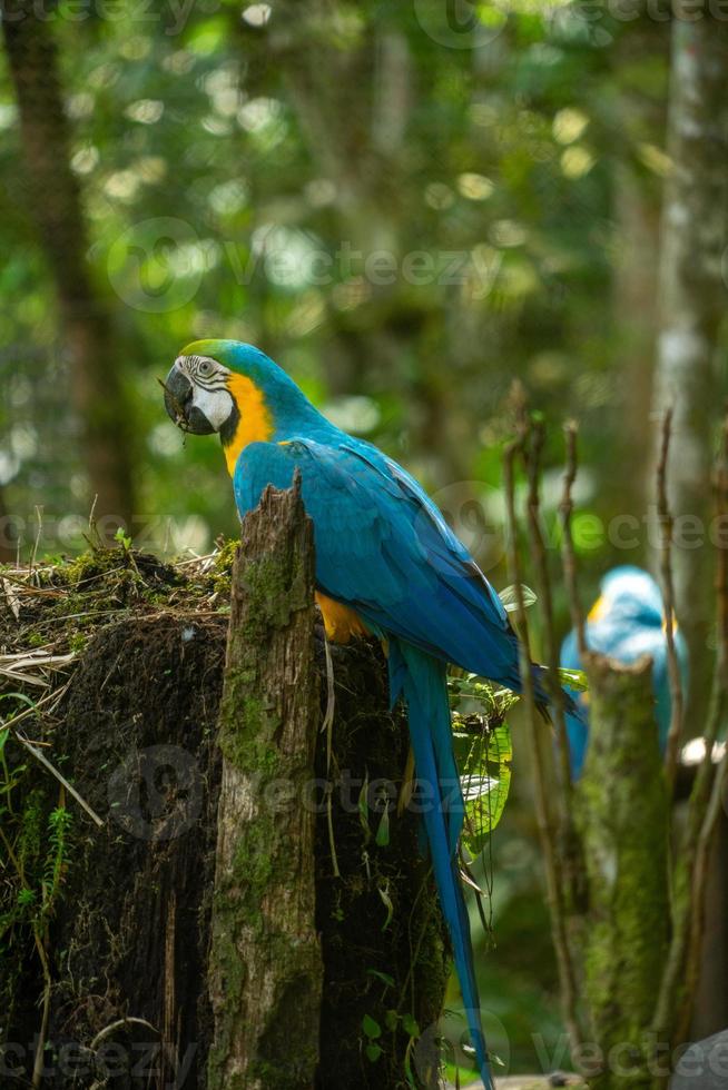 blauer und goldener Ara, Amazonas-Region, ecuador foto