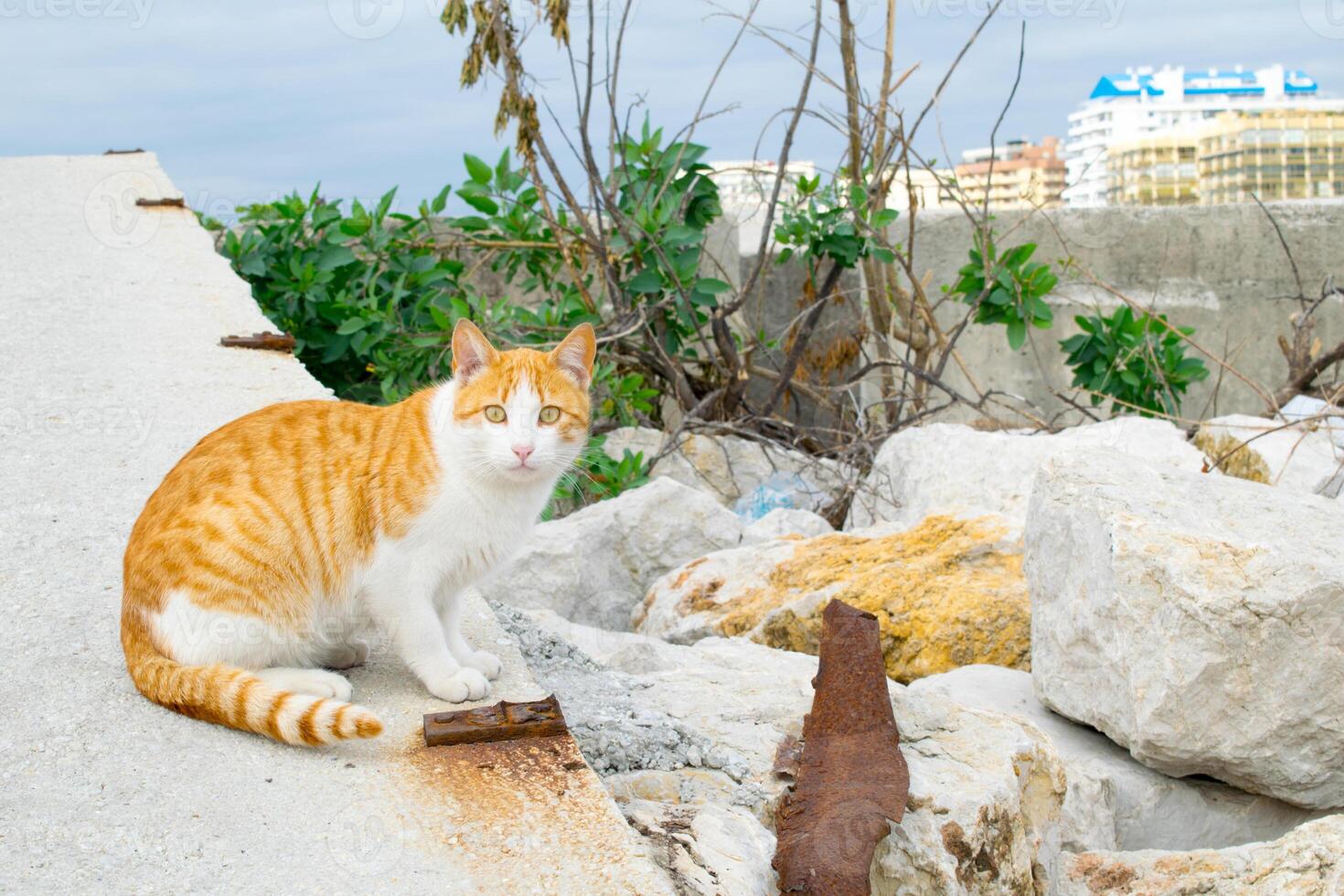 ein Ingwer Katze wandernd das Hafen von Marbella. foto