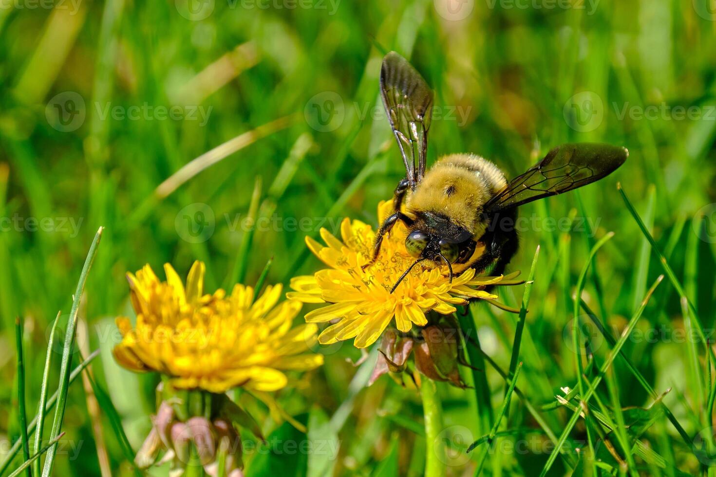 östlichen Zimmermann Biene auf oben von ein Löwenzahn Blume auf ein warm Frühling und sonnig Nachmittag foto