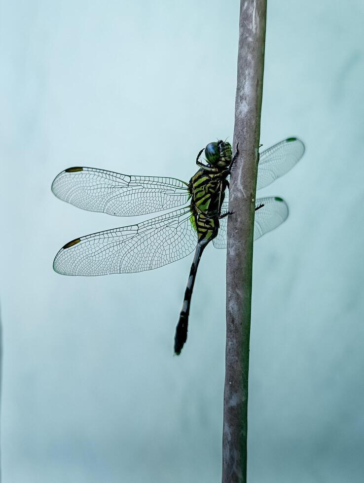ein Libelle ist Sitzung ruhig auf ein Kabel foto