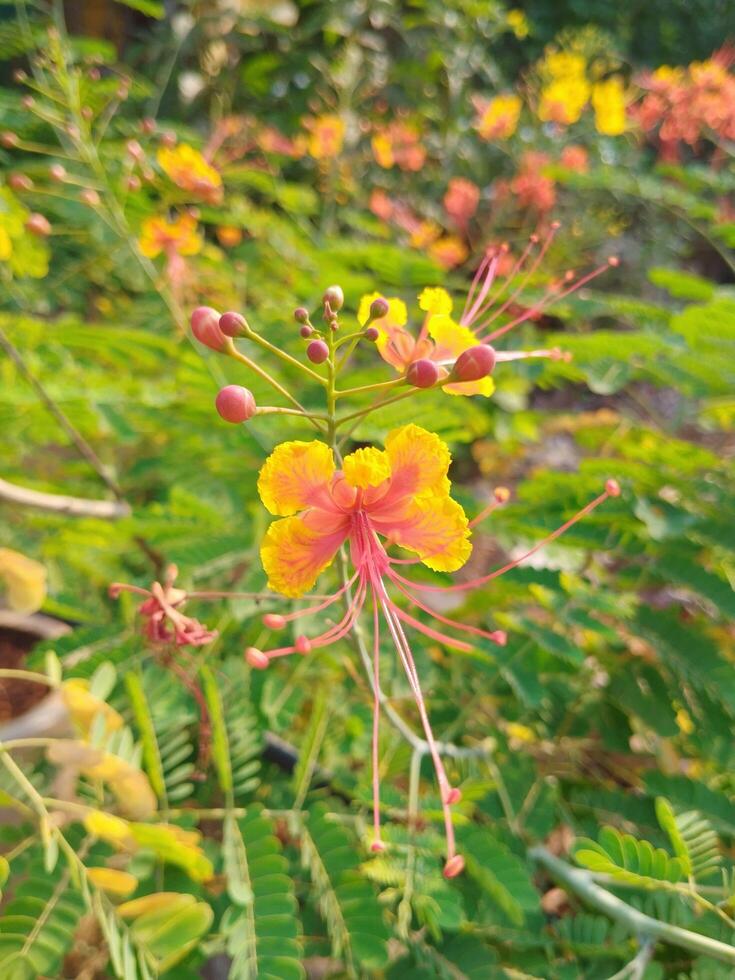 natürlich Blume schön Hintergrund foto