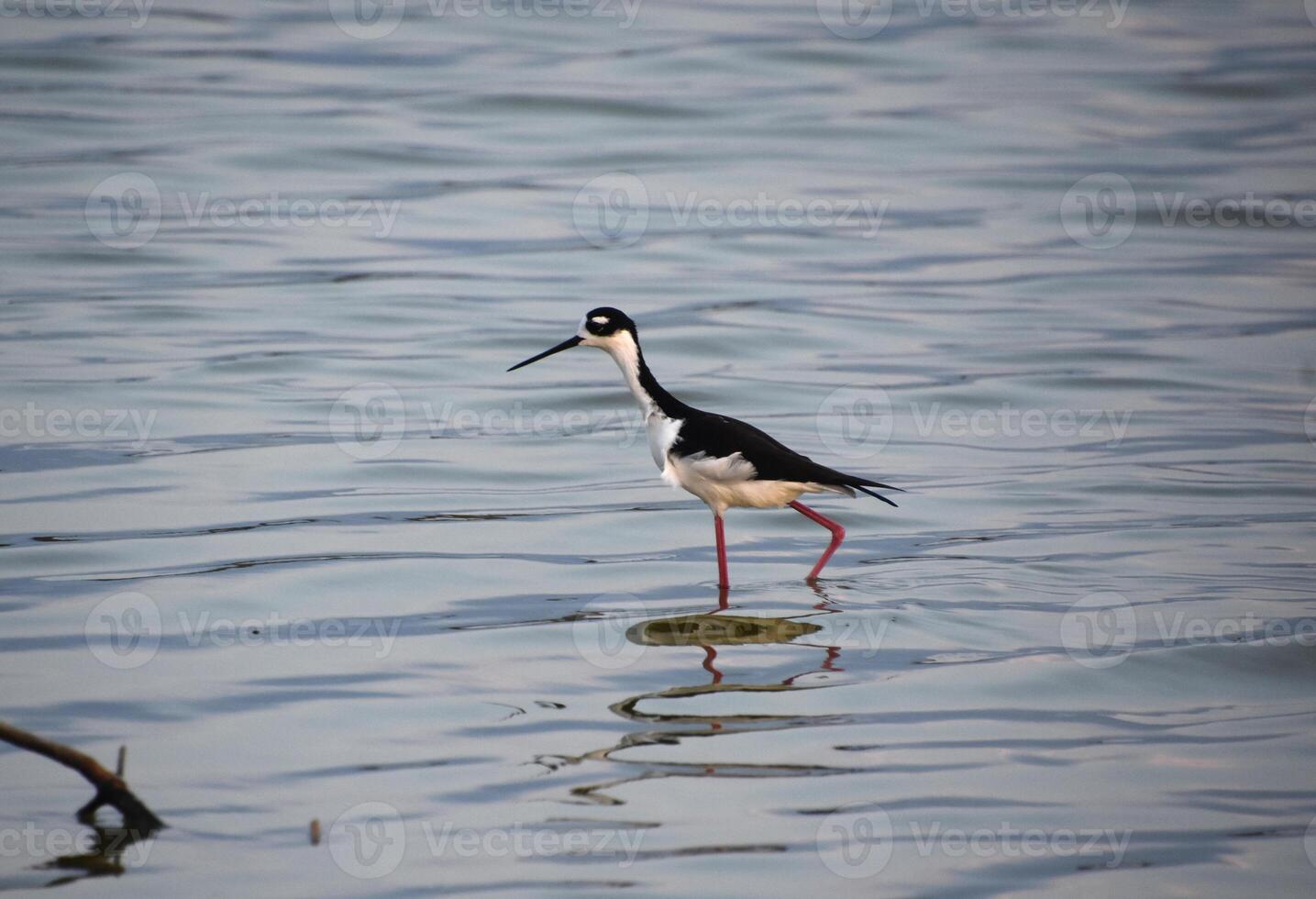 schön spazieren gehen schwarz und Weiß Strandläufer Vogel foto