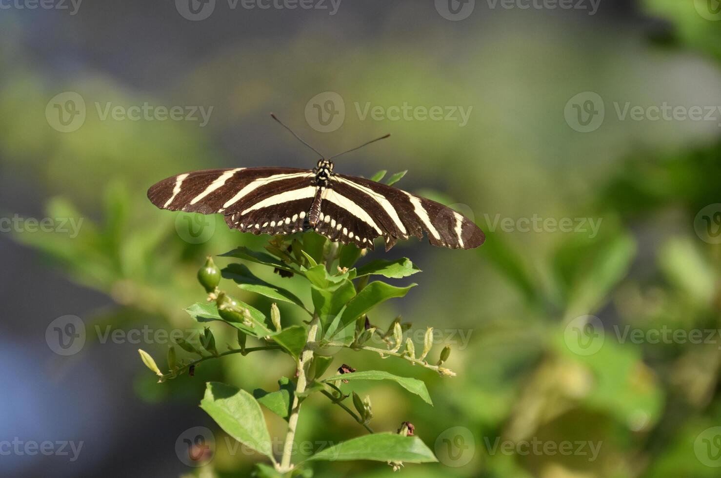 Schmetterling Garten mit ein gestreift Zebra Schmetterling foto