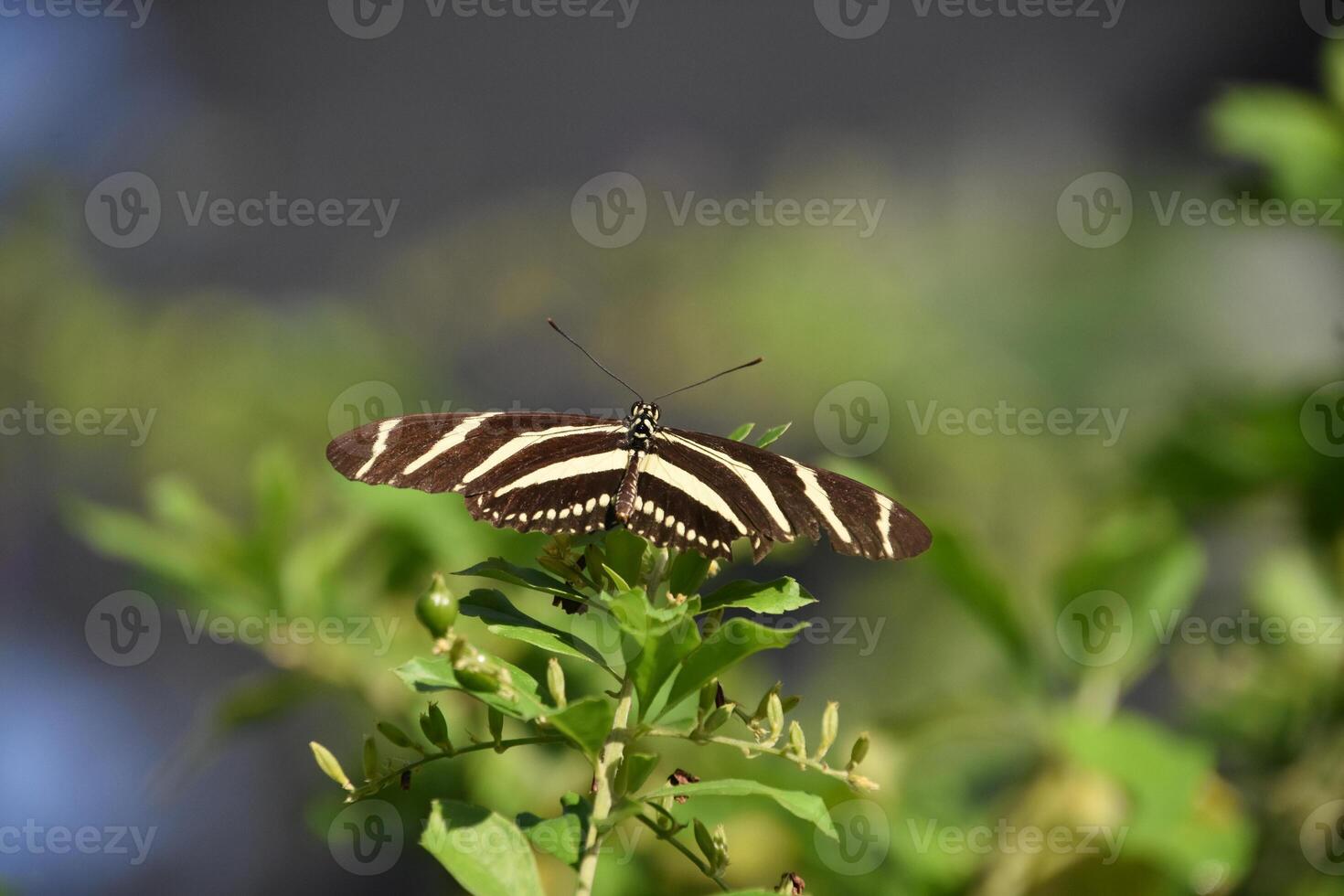 schön schwarz und Weiß gestreift Zebra Schmetterling foto