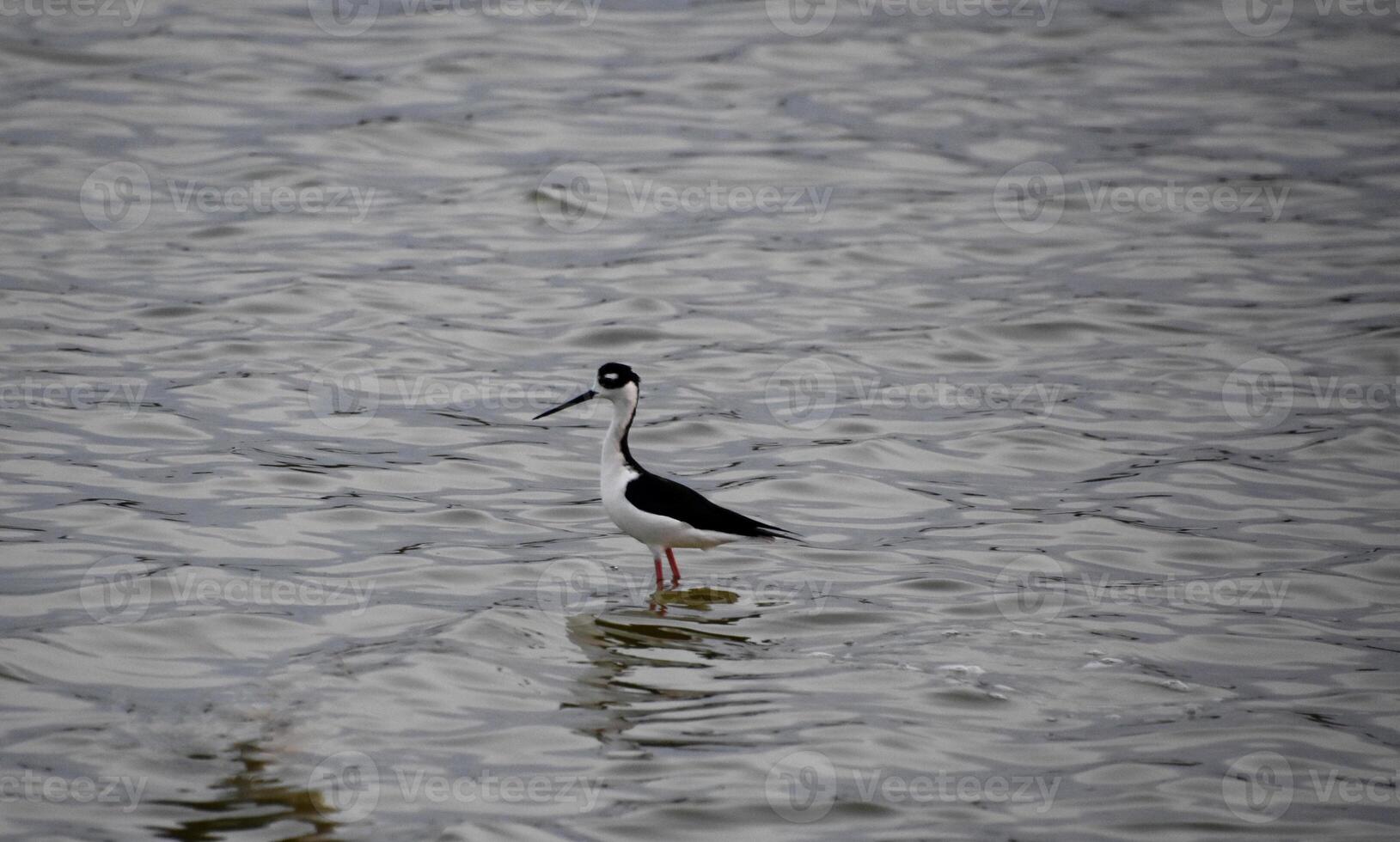 schwarz Hals Stelze Vogel Stehen im flach Wasser foto