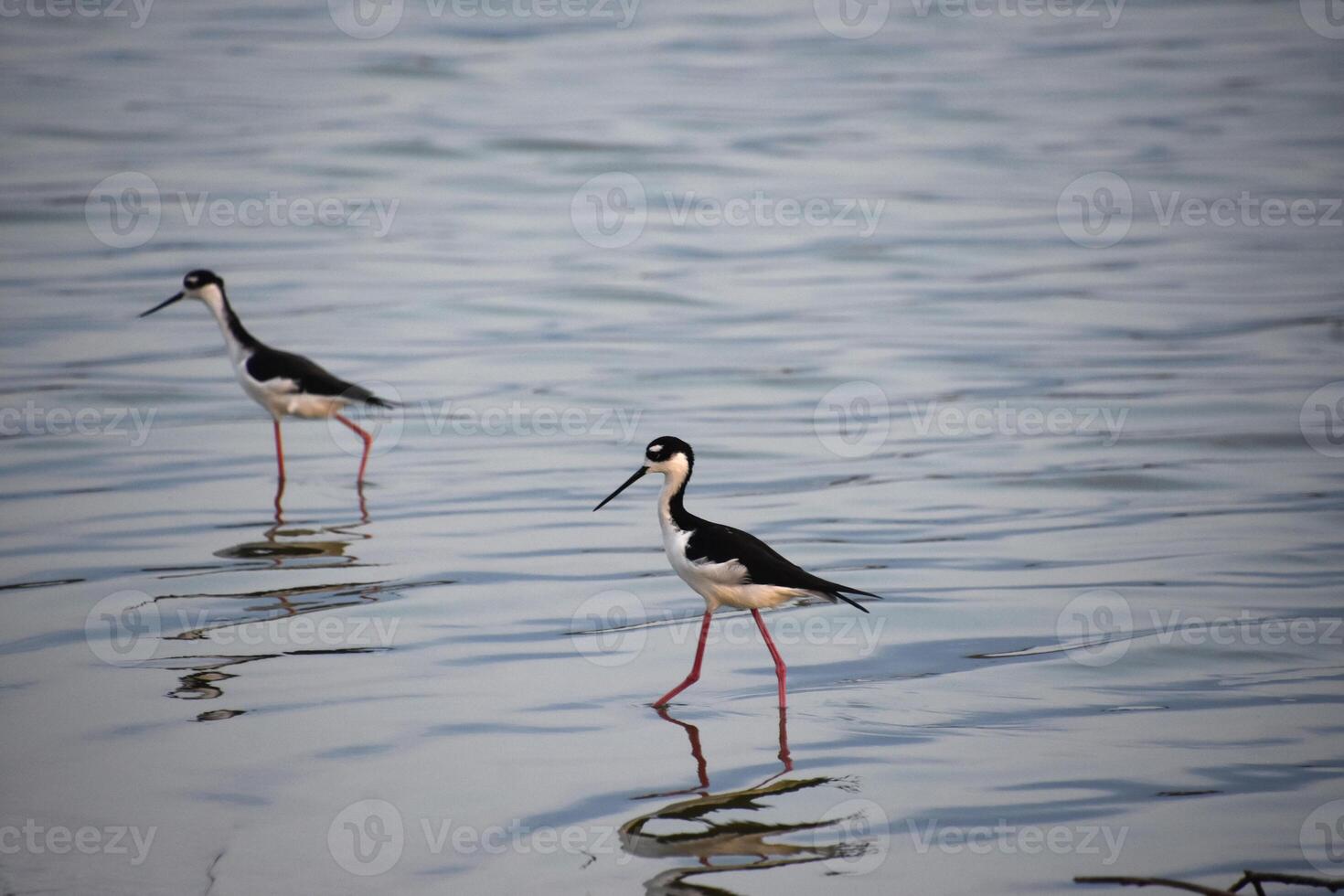 spazieren gehen schwarz Hals Stelze Strandläufer Vögel foto