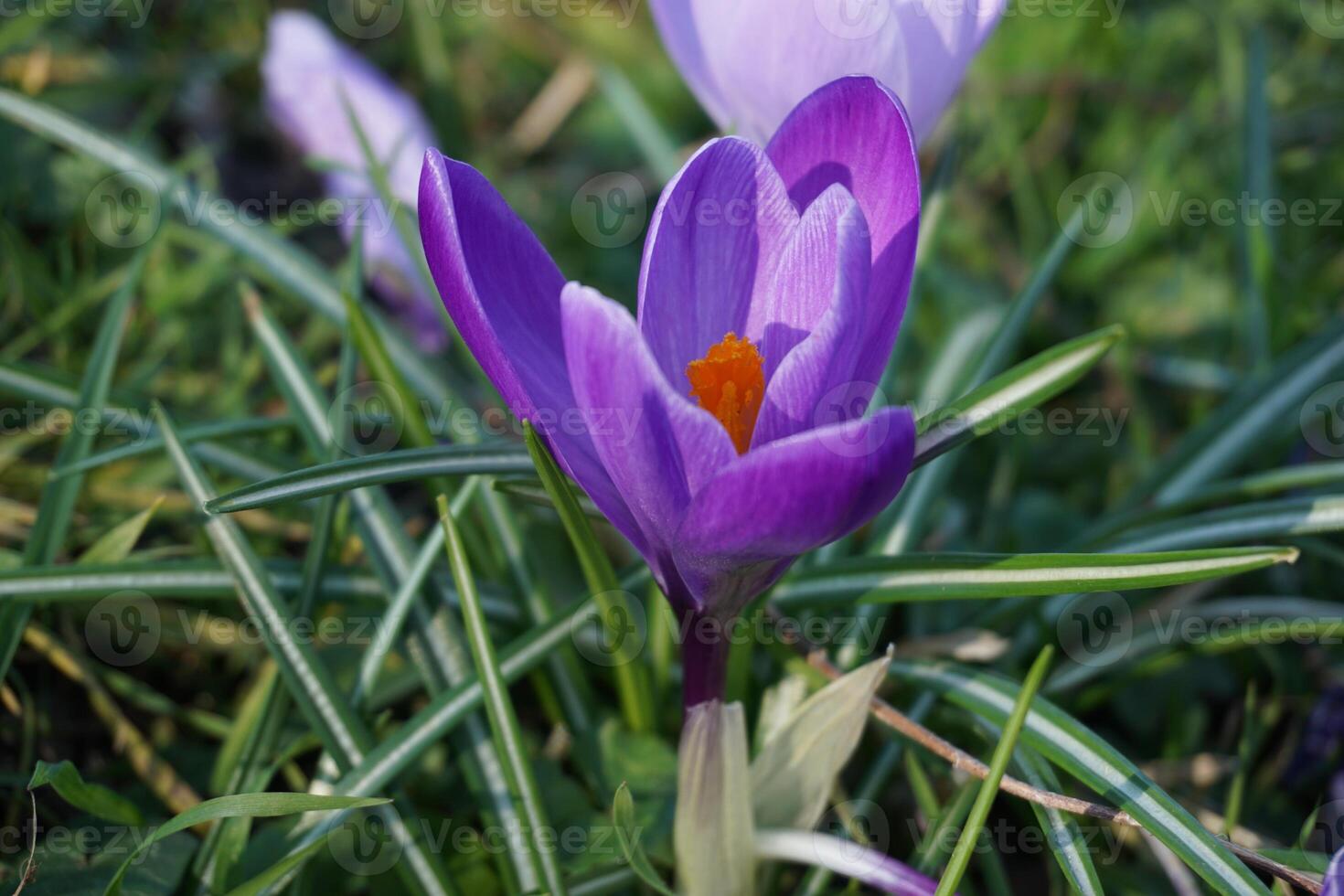 Krokus vernus das zuerst Frühling Boten Biom. foto