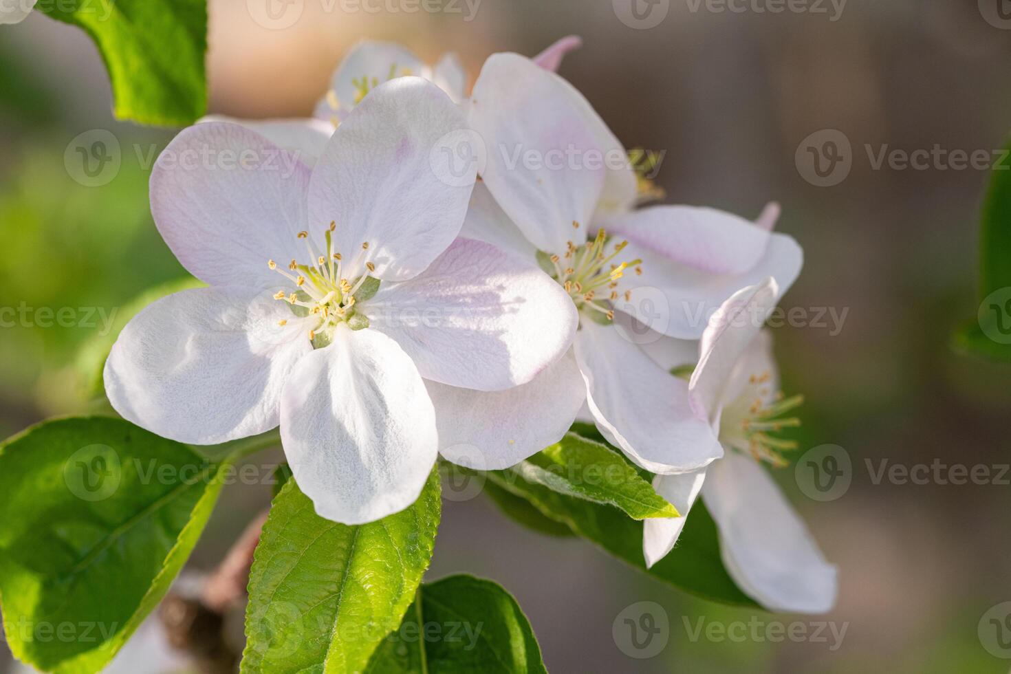 Apfel Blumen blühen foto