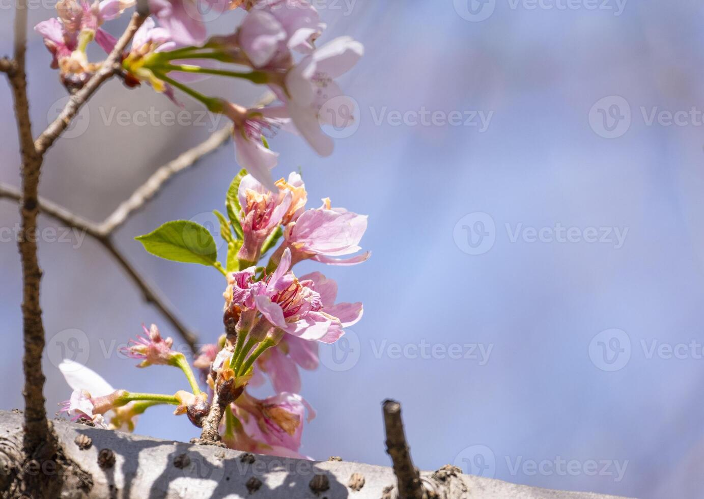 Schönheit Rosa japanisch Kirsche Blüten Blume oder Sakura blühen auf das Baum Ast. klein frisch Knospen und viele Blütenblätter Schicht romantisch Flora im Botanik Garten. isoliert auf Blau Himmel. foto