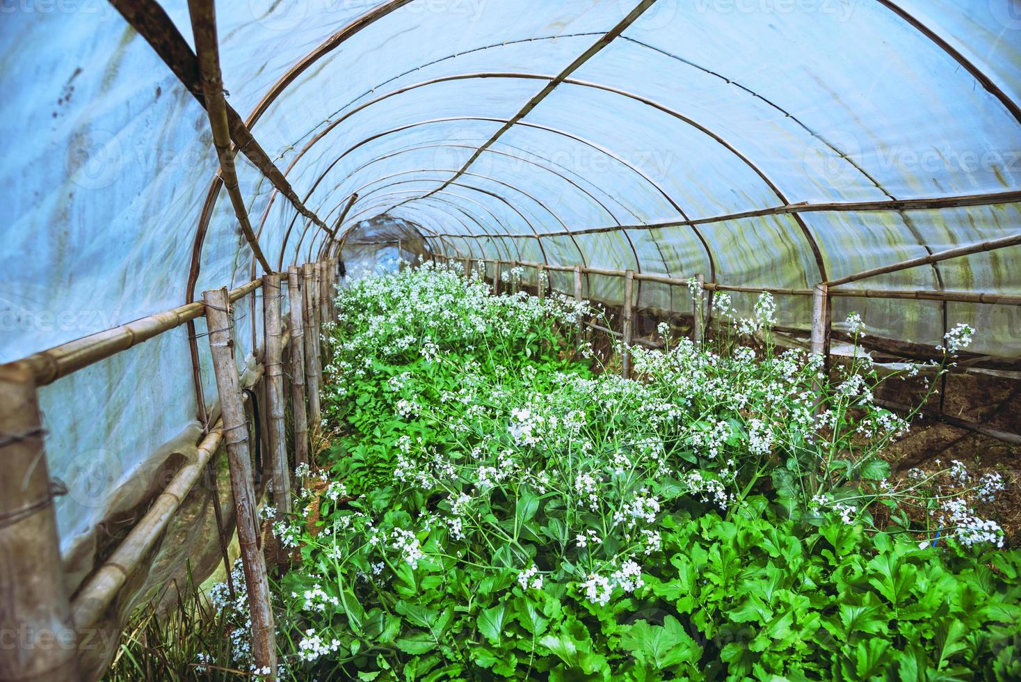 Bio-Gemüsesalat Butter Kopf wachsendes Haus. Bio-Gemüse. chinesischer Rettich Blume. foto