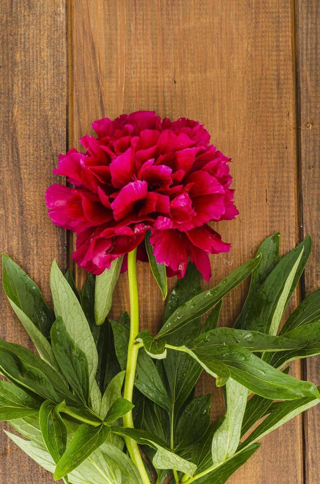 schöne frische pfingstrosenblume liegt auf holztisch. foto