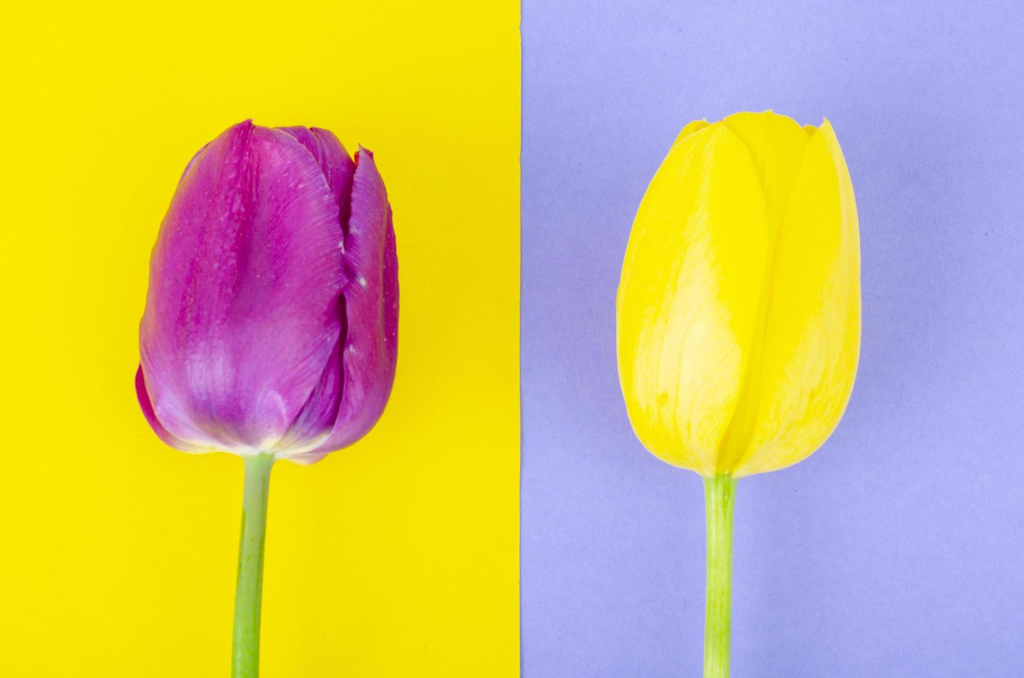 Knospen von bunten Tulpen auf hellem Hintergrund. foto