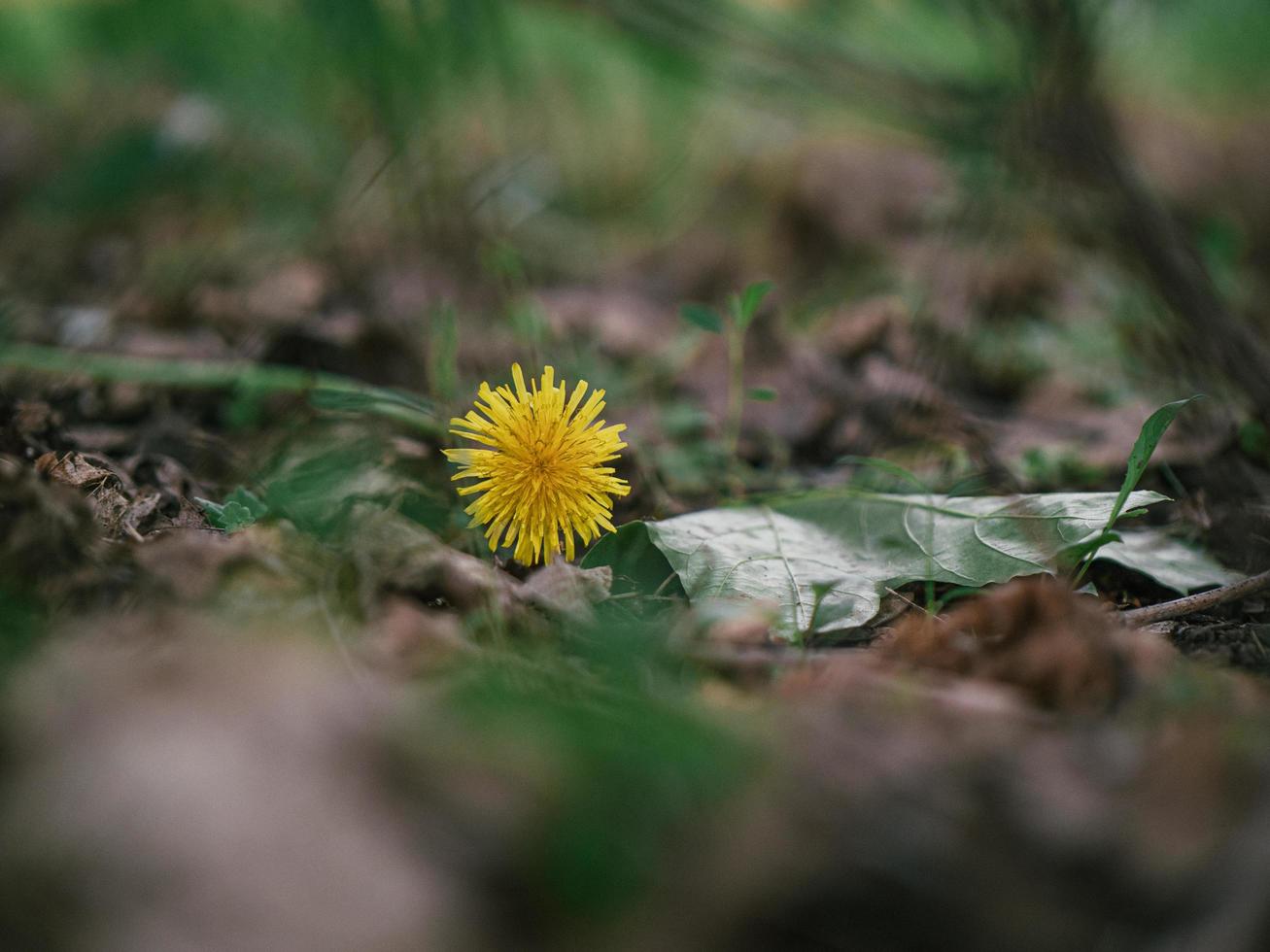 Gelbe Löwenzahnblume im grünen Gras mit wilden gelben Blumen, selektiver Fokus, Frühlingswiese. weißer Löwenzahn mit unscharfem Hintergrund foto