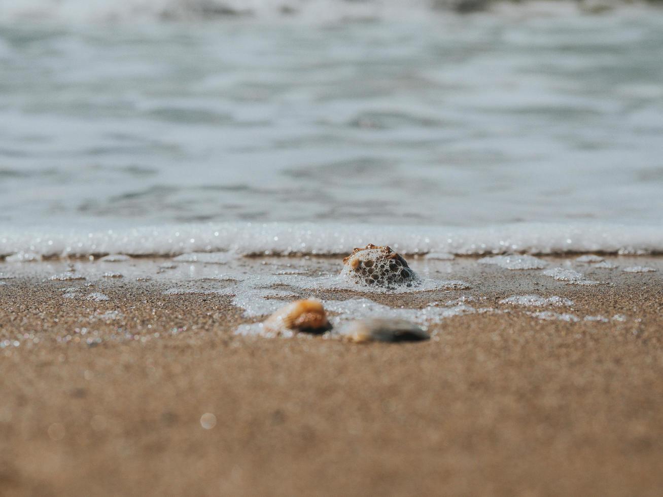 schöne Muscheln im Sand an der Küste oder im Ozean. Meeresschaum auf Muscheln. Sommer Konzept. Hintergrund. hohe Qualität foto