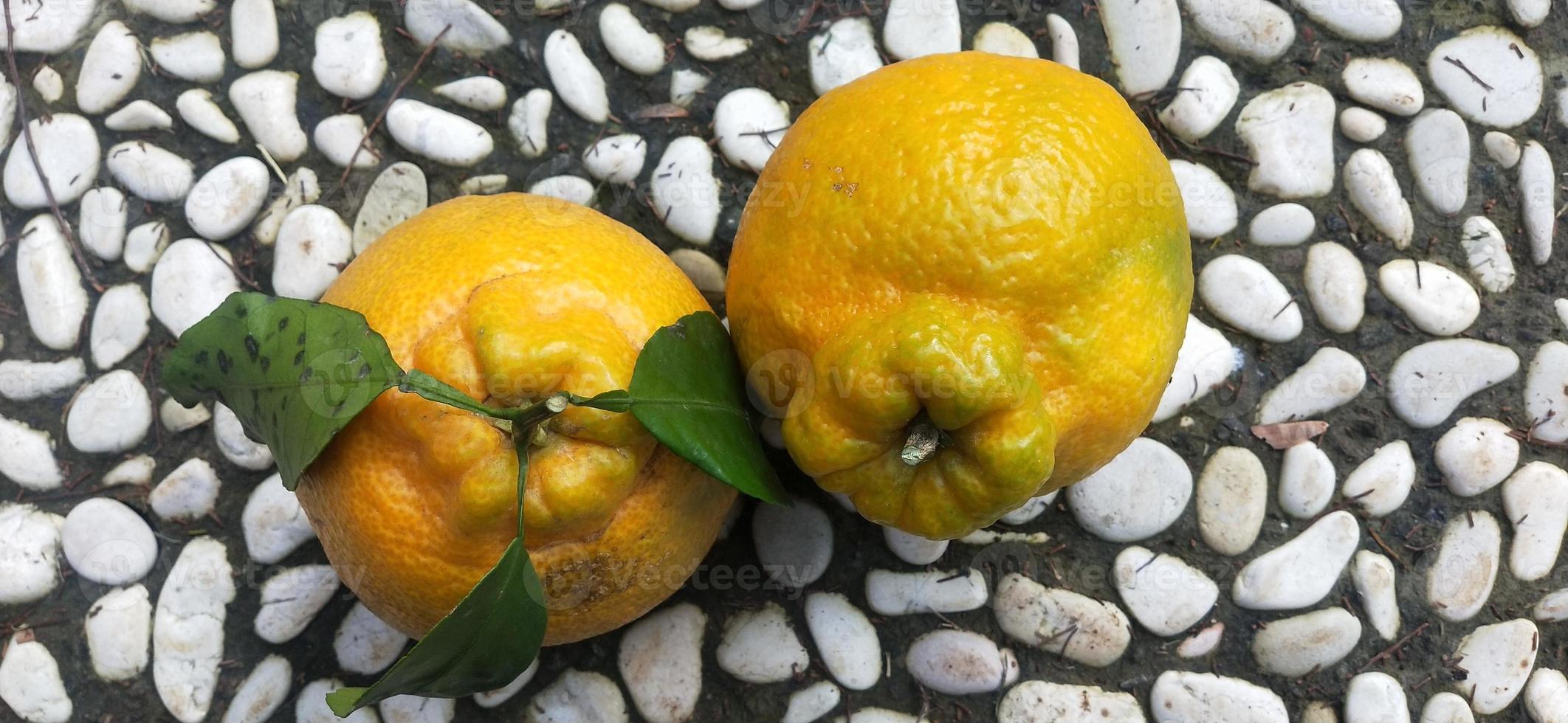 Foto von kernlosen süßen Orangen aus Japan