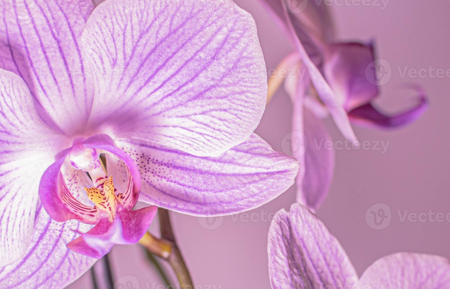 Orchidee hautnah foto