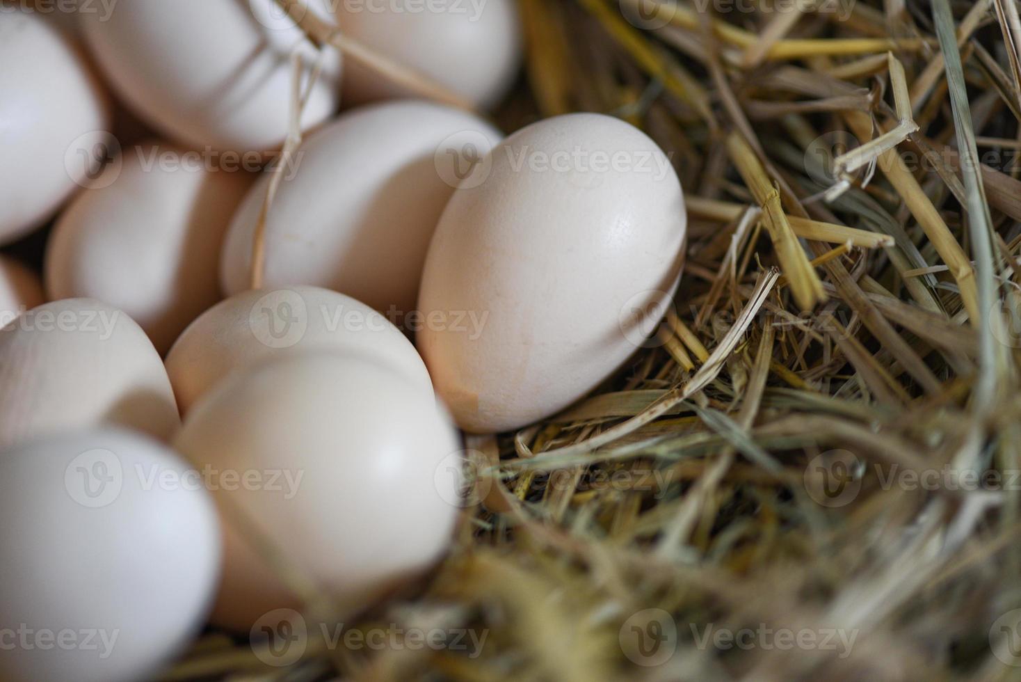 Ostereier auf Korbnest, frisches Ei auf Eierfarm foto