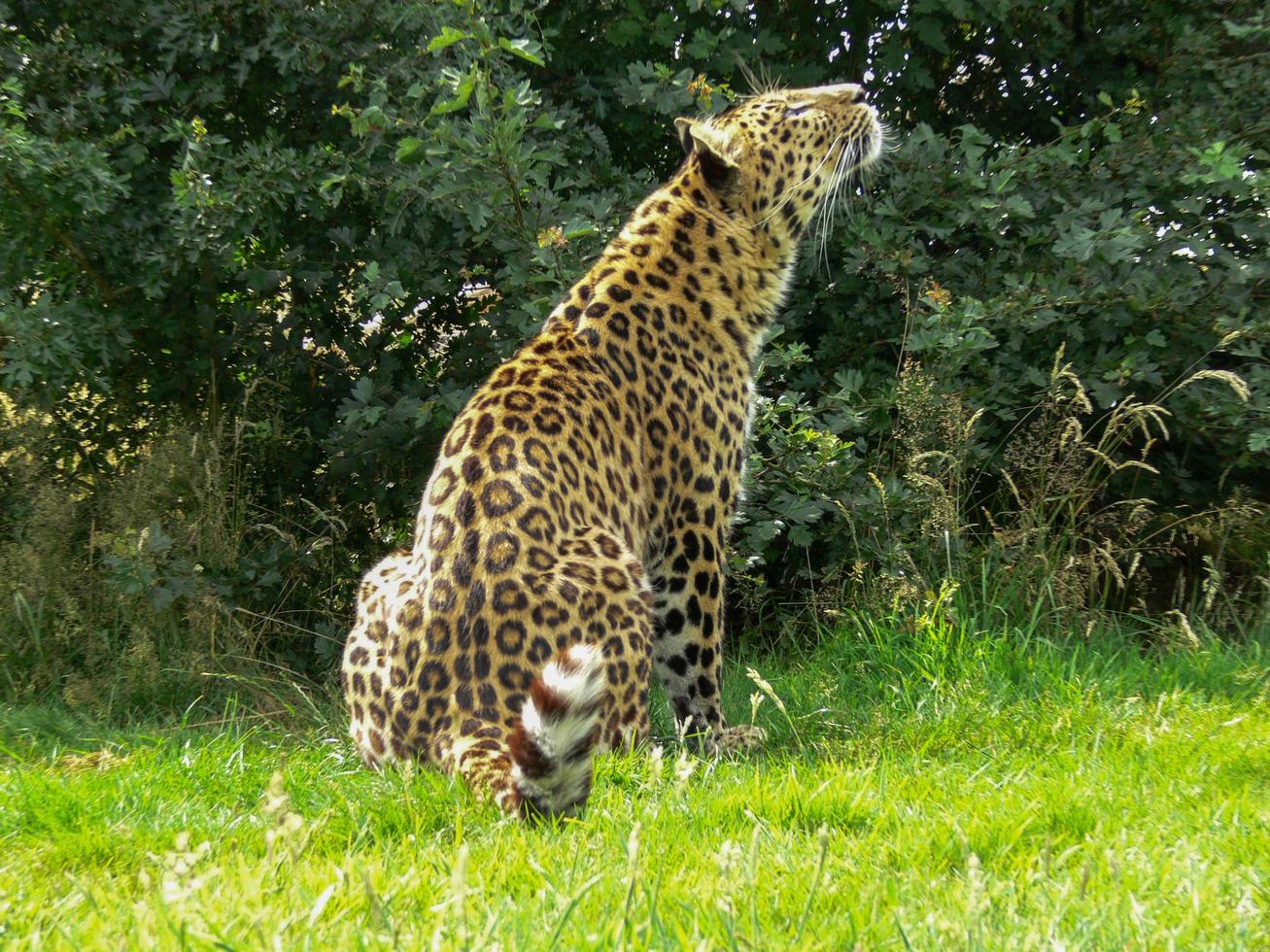 Jaguar in einer Zooumgebung foto