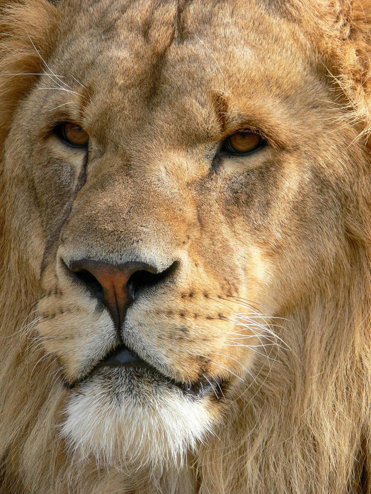 ein majestätischer Löwe, der auf einer Holzplattform sitzt foto