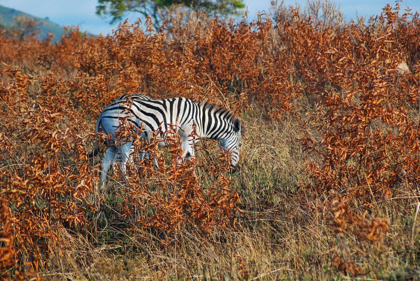 ein Zebra beim Essen foto