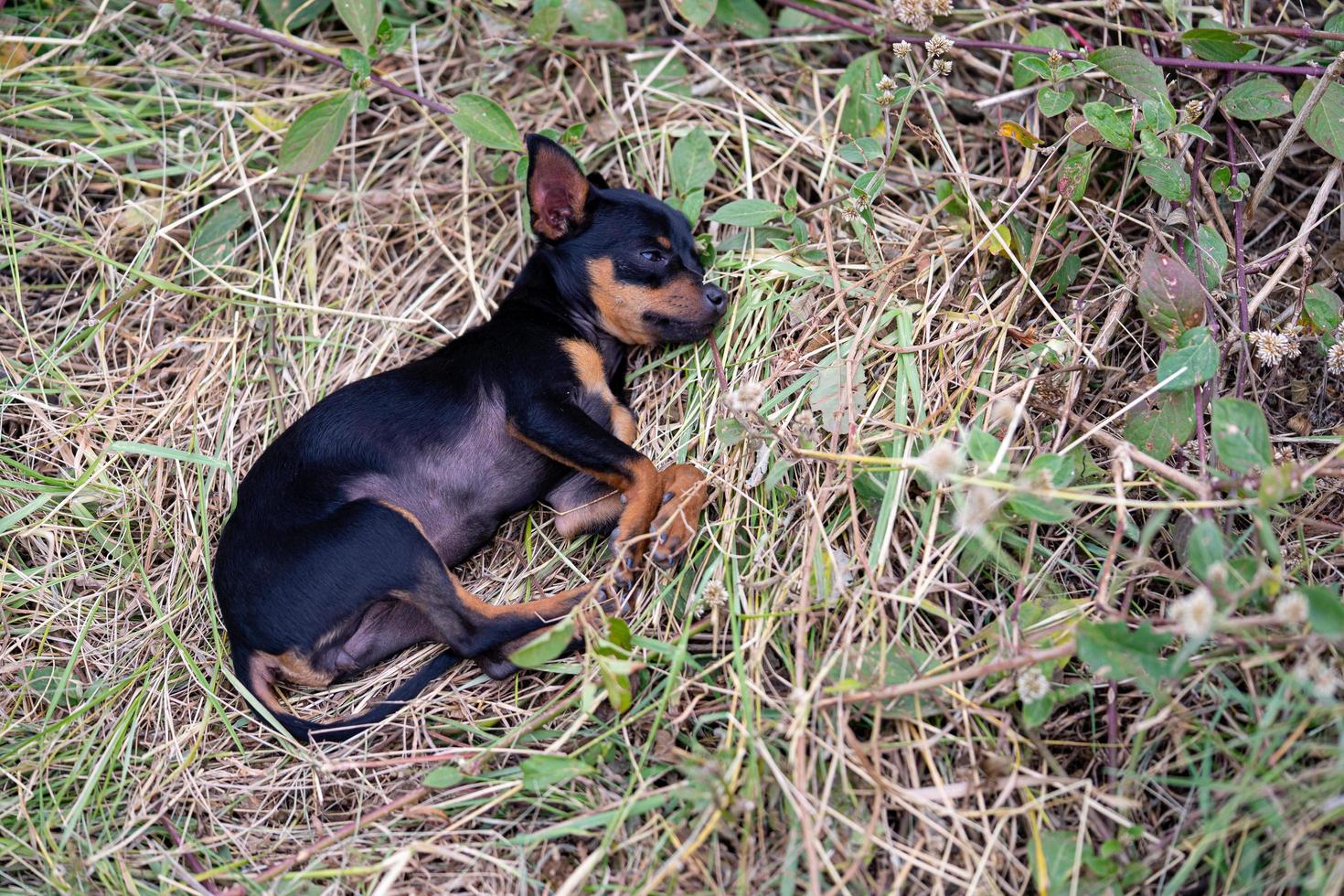 ein schlafender Chihuahua foto