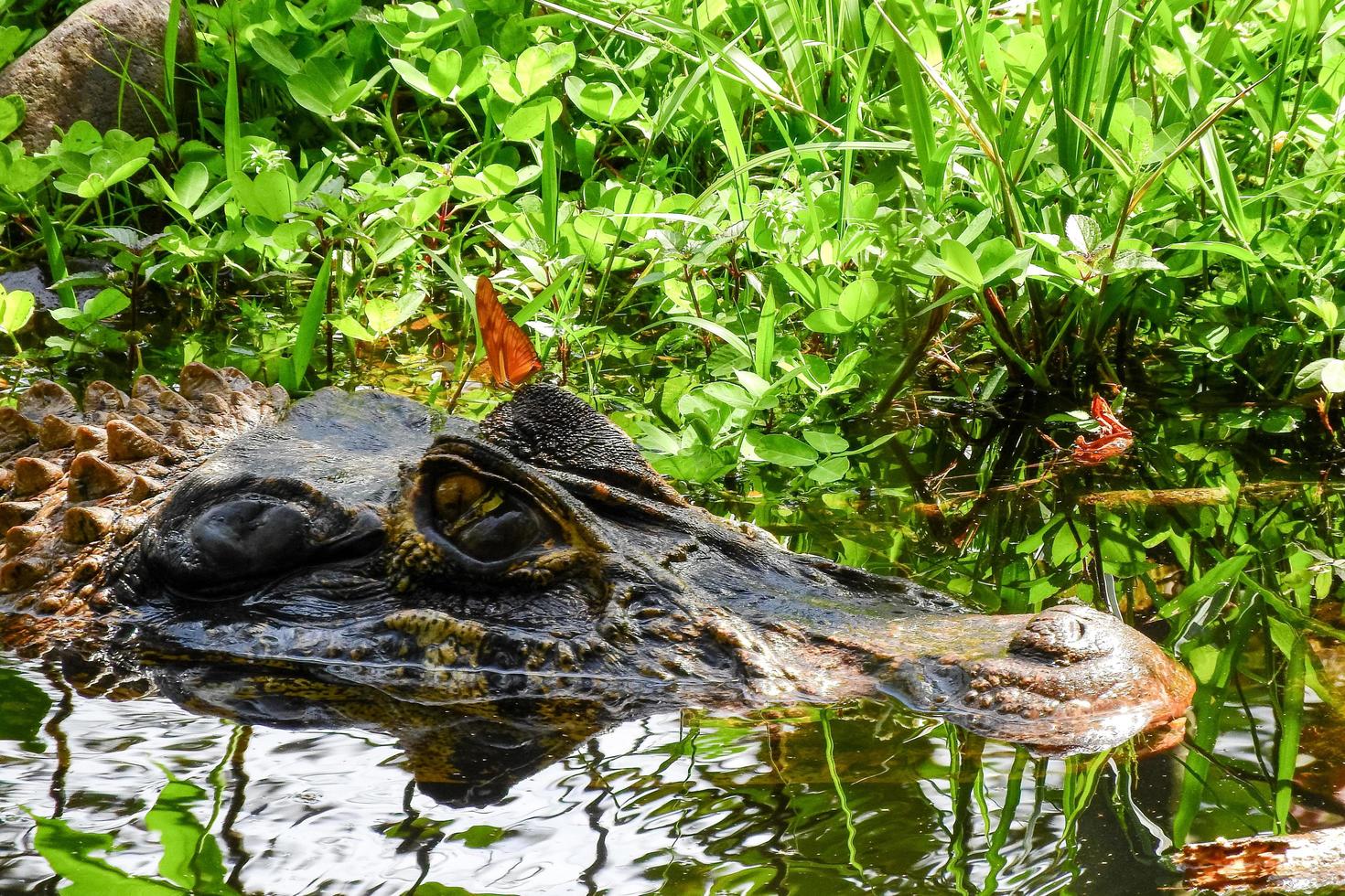 sehr großes Reptil im Wasser foto