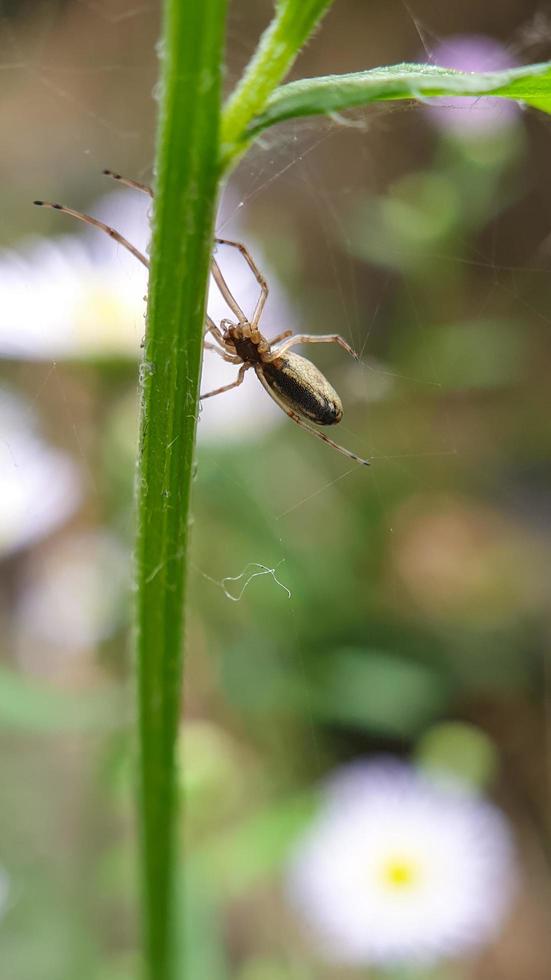 Makroaufnahme Spinne im Spinnennetz foto