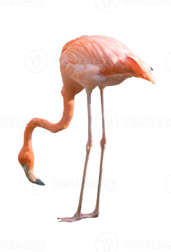 Flamingovogel isoliert foto