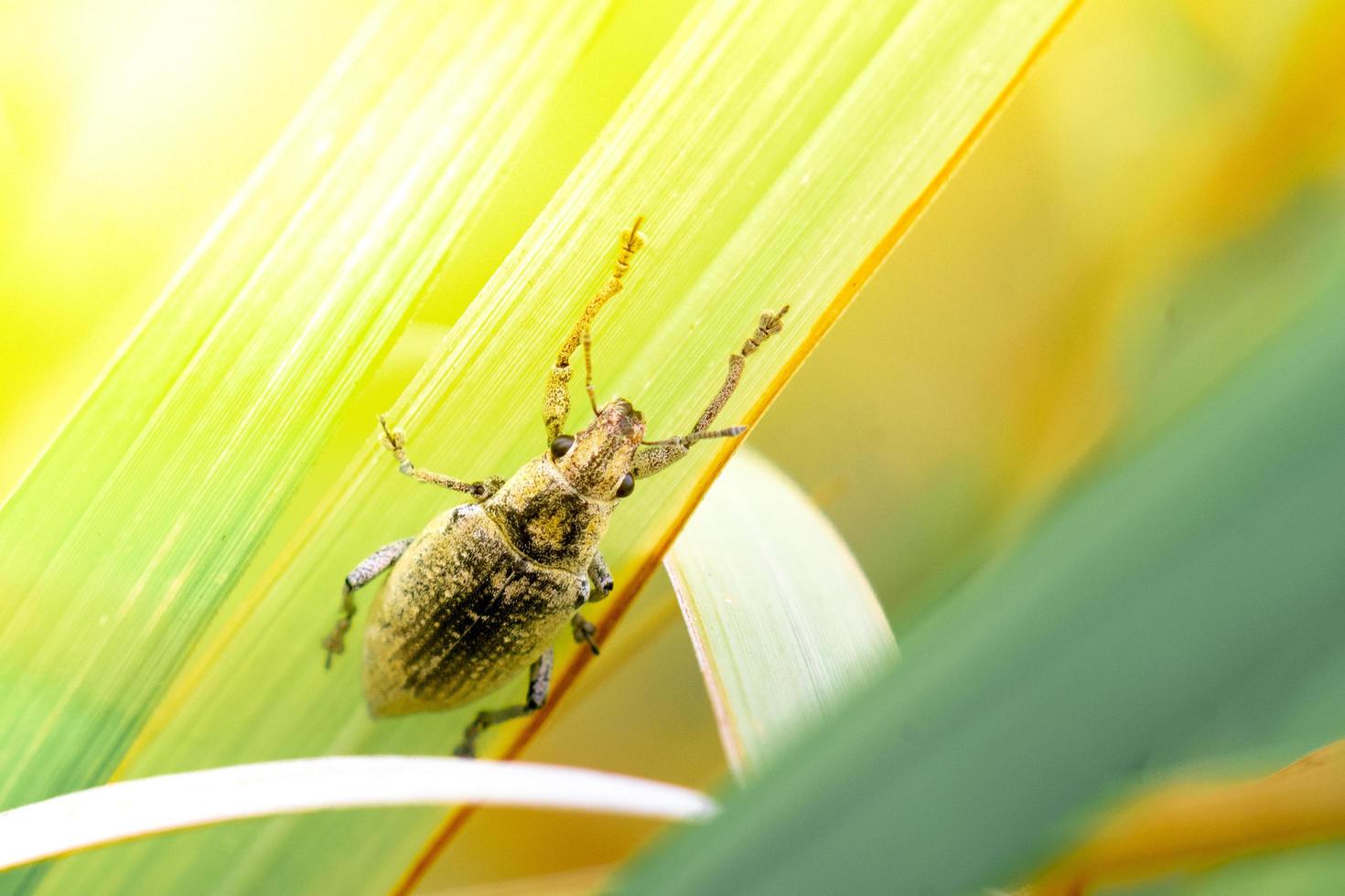 Nahaufnahme eines schönen Insekts, das auf einem Blatt sitzt foto