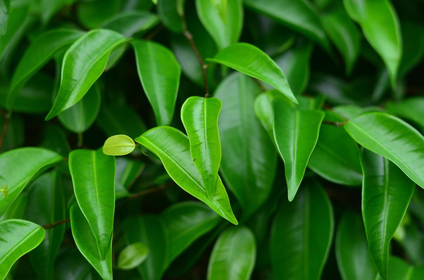 Nahaufnahme tropische grüne Blattbeschaffenheit. Laub Hintergrund. foto