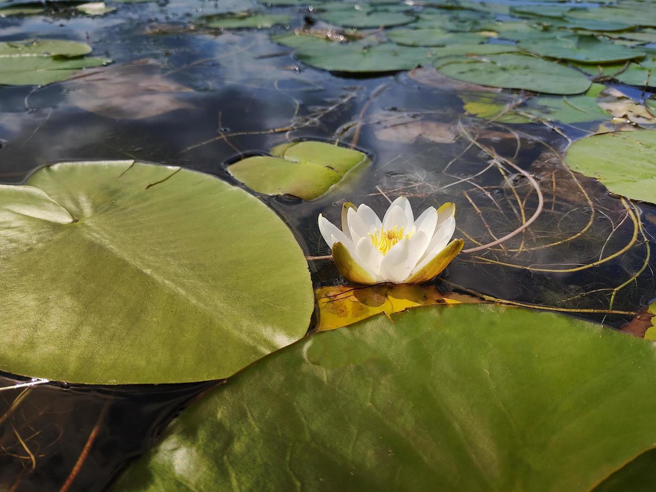 weiße seerose auf dem wasser mit riesigen grünen blättern. foto