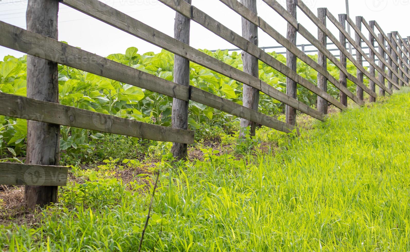 authentischer Holzzaun im Dorf. handgefertigter Holzzaun aus Brettern. alter Zaun, ländliche Landschaft. ausgetretener Weg entlang des Zauns im Feld. foto