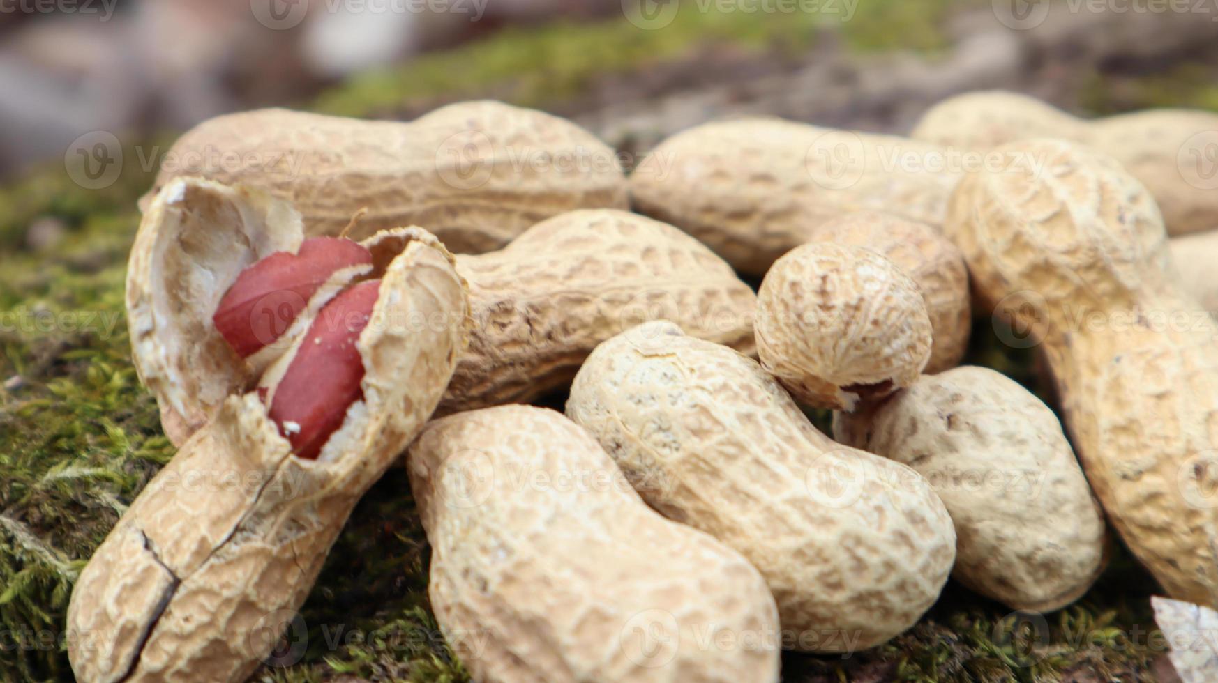 Ungeschälte ganze rohe Erdnüsse in braunen Schalen in der Schalenstruktur auf einem schönen natürlichen Hintergrund im Wald liegen auf einem Haufen auf einem Baum, draußen an einem sonnigen Sommertag. foto