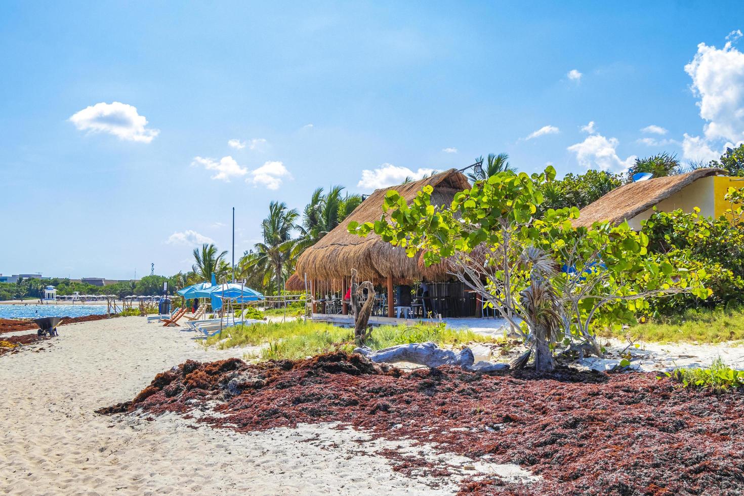 Sehr ekelhafter roter Seetang Sargazo Strand Playa del Carmen Mexiko. foto