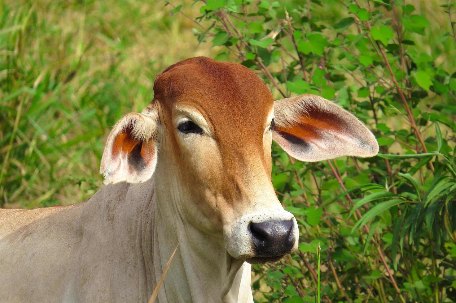 Nahaufnahme von Ochsen, die auf der grünen Wiese im landwirtschaftlichen Bereich grasen. landwirtschaftliche Produktion von Rindern foto