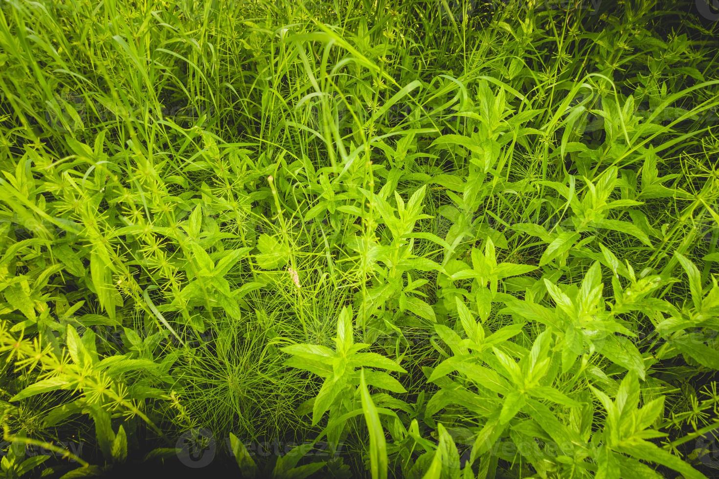 grüne frische Pfefferminzpflanze in der Tierwelt foto