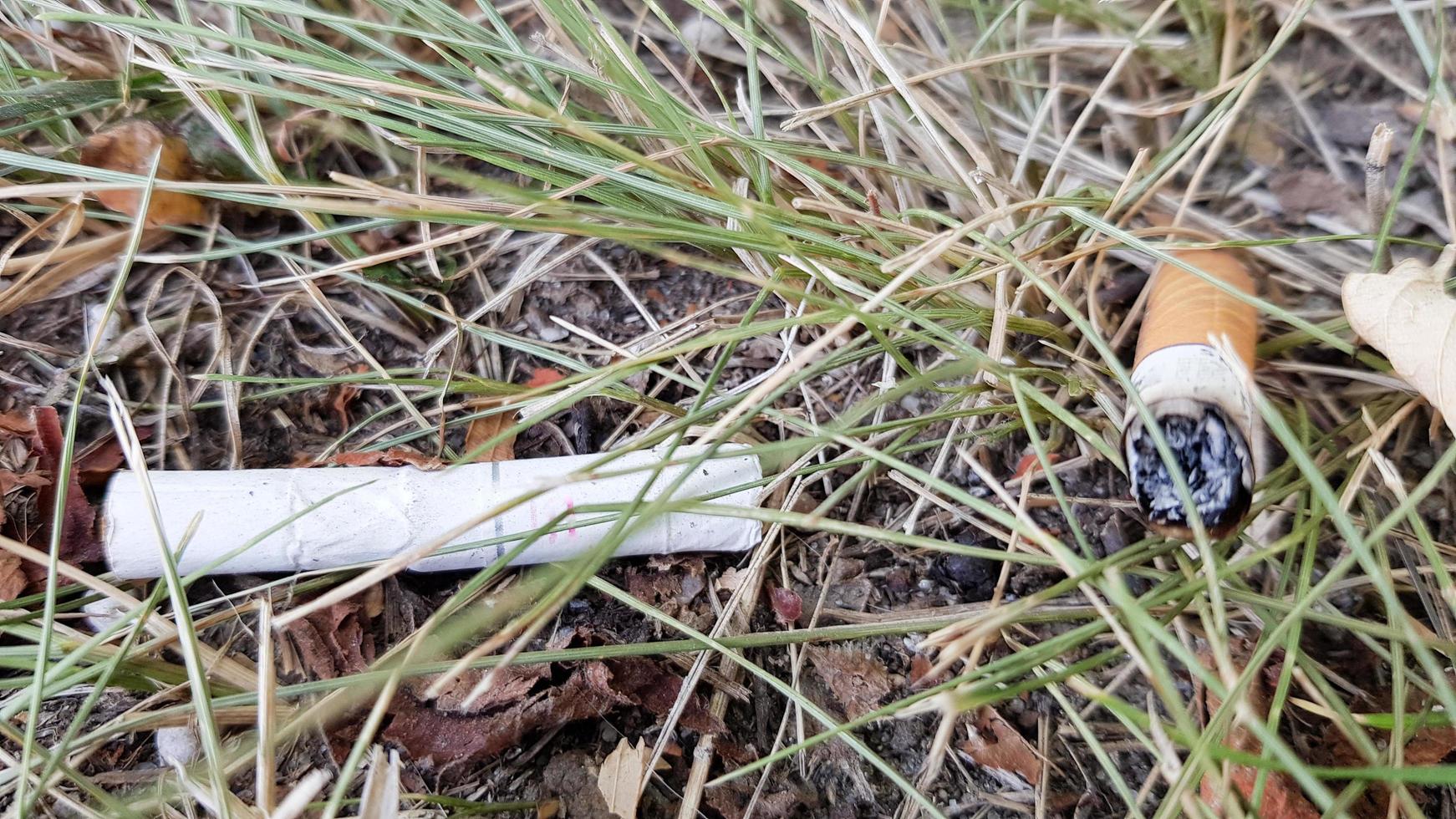 Zigarette versehentlich in trockenes Gras geworfen. Zigarettenstummel in eine grüne Wiese geworfen, Natur und Umwelt verschmutzen foto