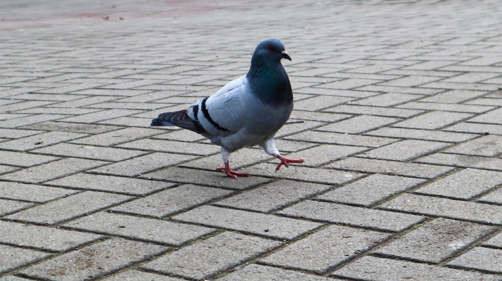 eine Taube auf den Pflastersteinen. Wilder Vogel geht auf dem Platz spazieren. Foto einer einsamen grauen Taube auf dem Hintergrund von Pflastersteinen.